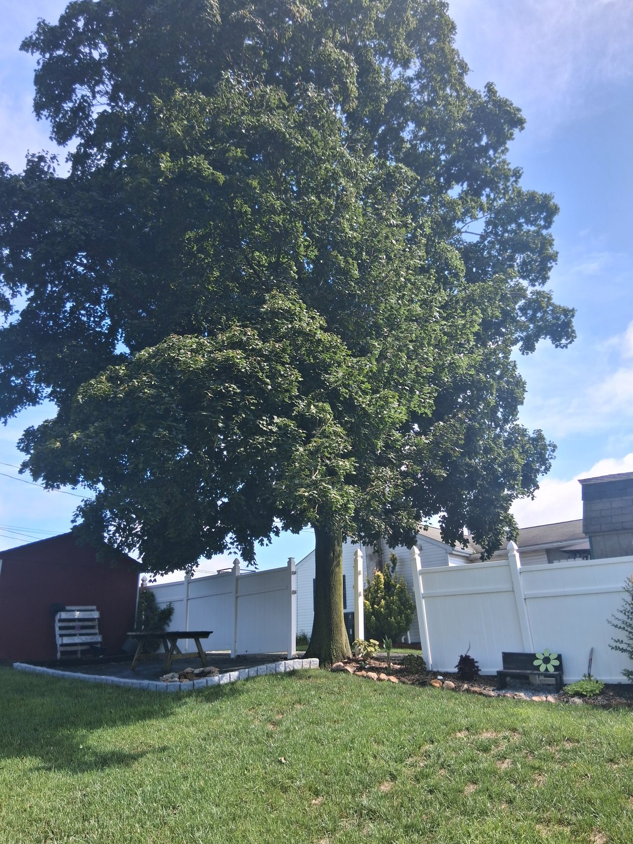 A mature maple beside a house, photographed before removal